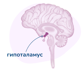 Схема гипоталамуса